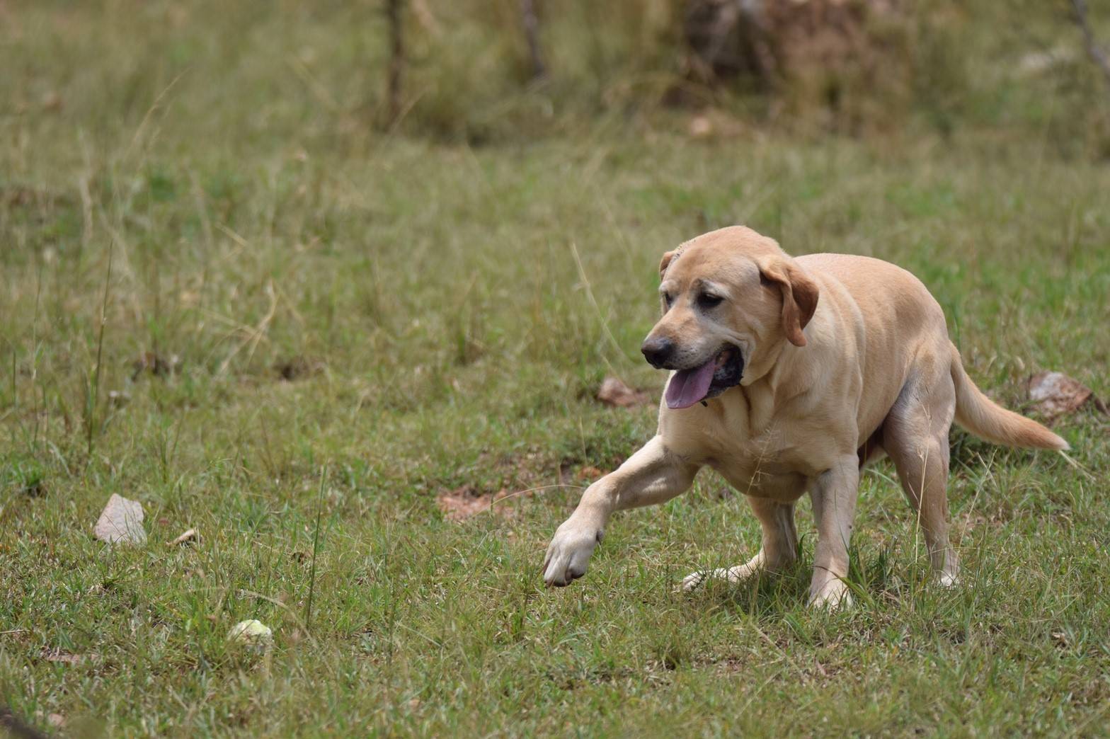 ライオン担当者が見た、アフリカ紀行!~マサイマラ国立保護区・犬のトレーニング探知犬編~の写真