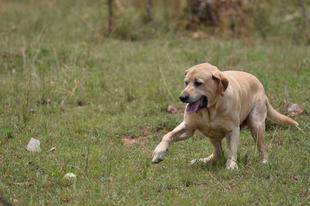 ライオン担当者が見た、アフリカ紀行！～マサイマラ国立保護区・犬のトレーニング探知犬編～