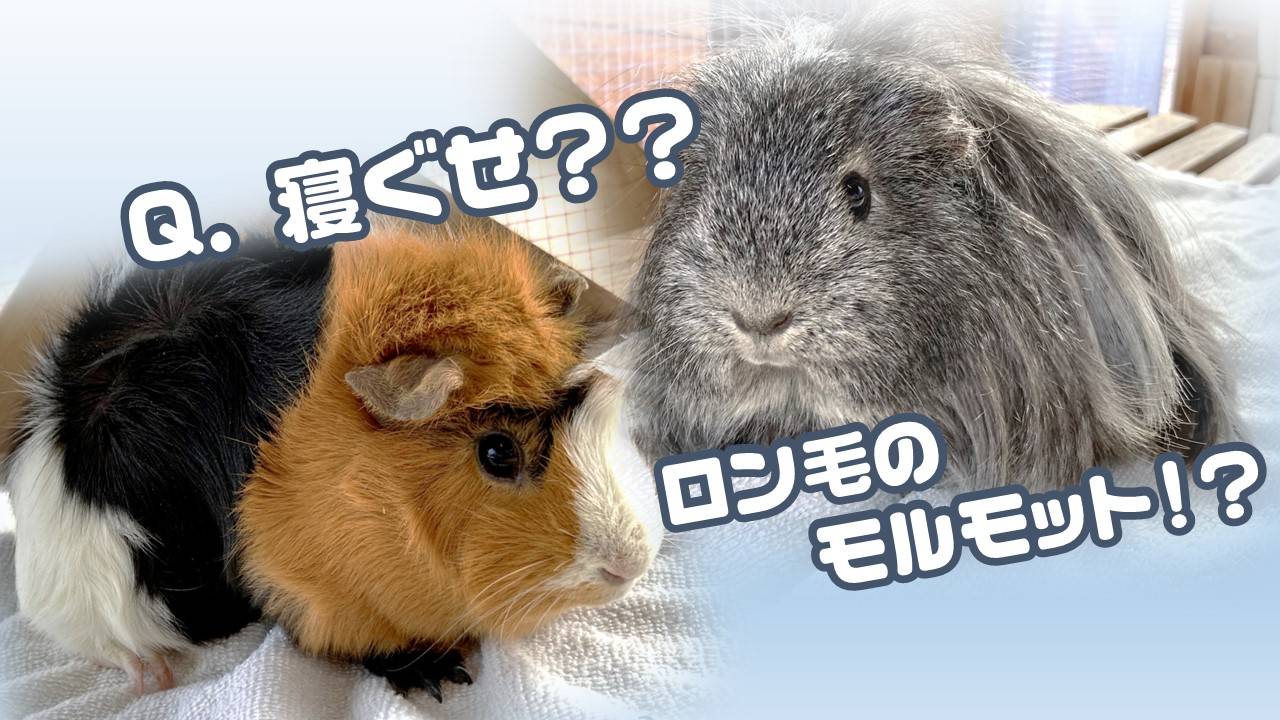 勝手にQ&A!その2の写真