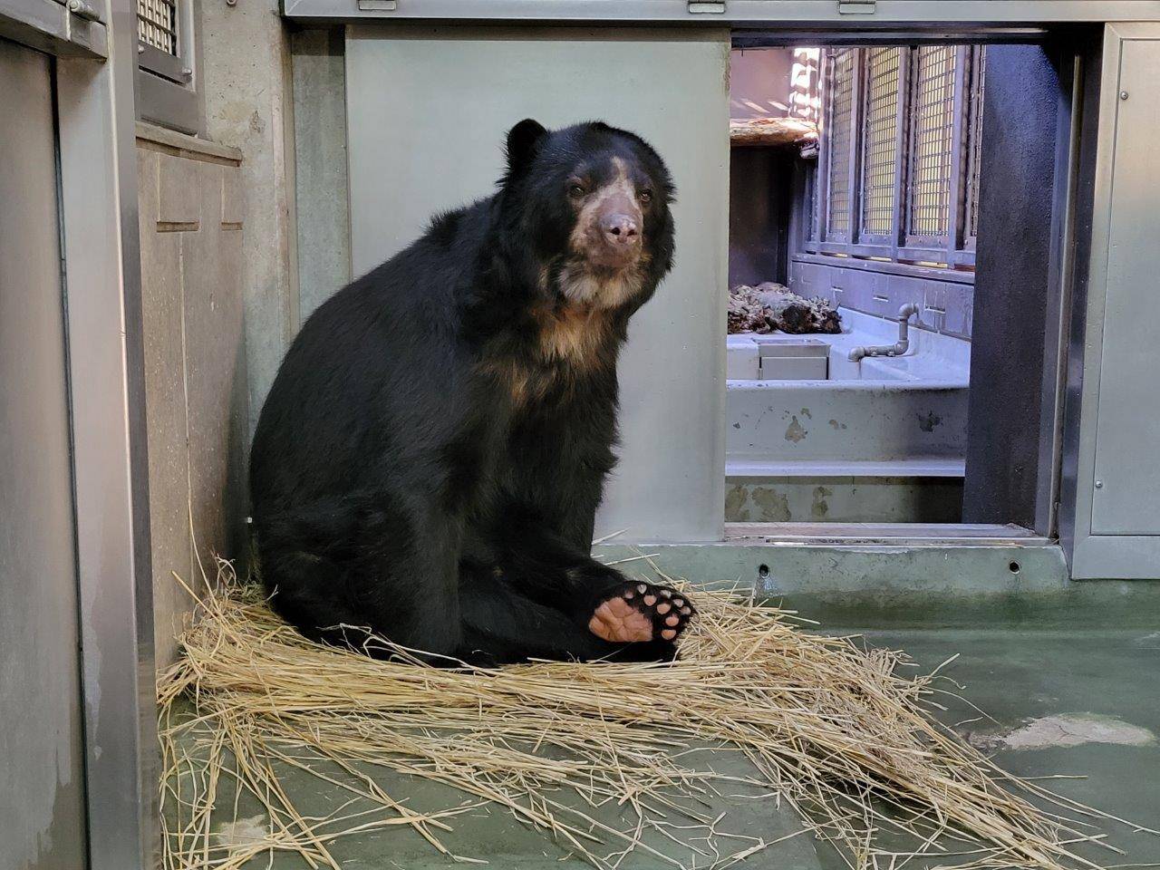 メガネグマのルイスの寝床の写真