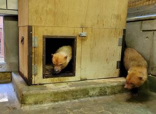 同居を再開しています（ヤブイヌ）