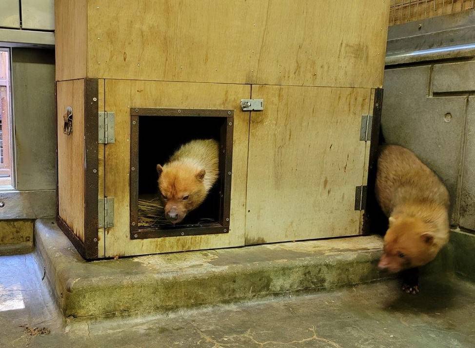 同居を再開しています(ヤブイヌ)の写真
