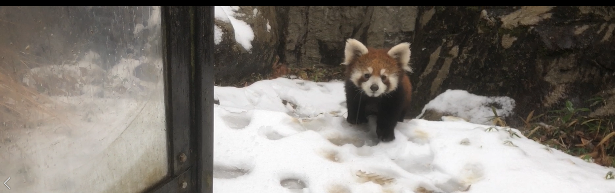 雪の日のレッサーパンダ舎の写真