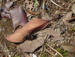 ～　　擬態☆見つけたい！　番外編2　～
