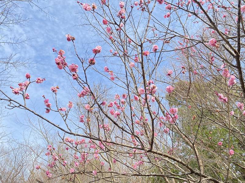 春の足音の写真