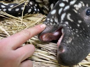 うり坊成長日記　1年の成長を振り返る！編