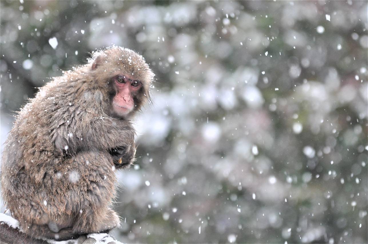 リアル・・・【スノーモンキー】の日🐒⛄の写真