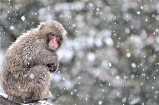 リアル・・・【スノーモンキー】の日🐒⛄