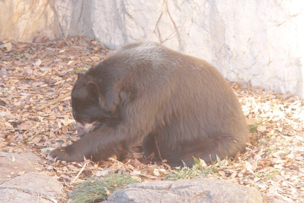 自分でベッドメイキングを!の写真