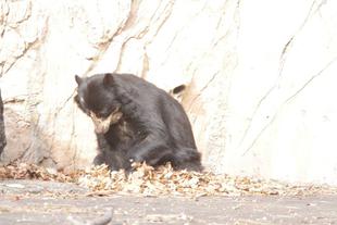 美雨の好きな場所に落ち葉を！