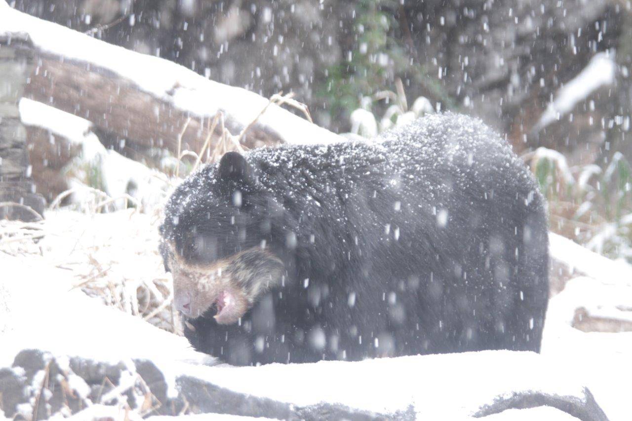 雪の中のメガネグマたちの写真