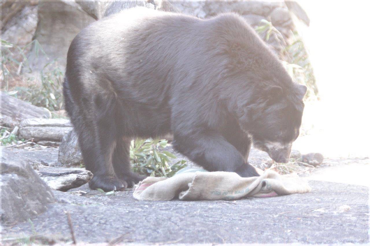 メガネグマの麻袋の使い方(ルイス編)の写真