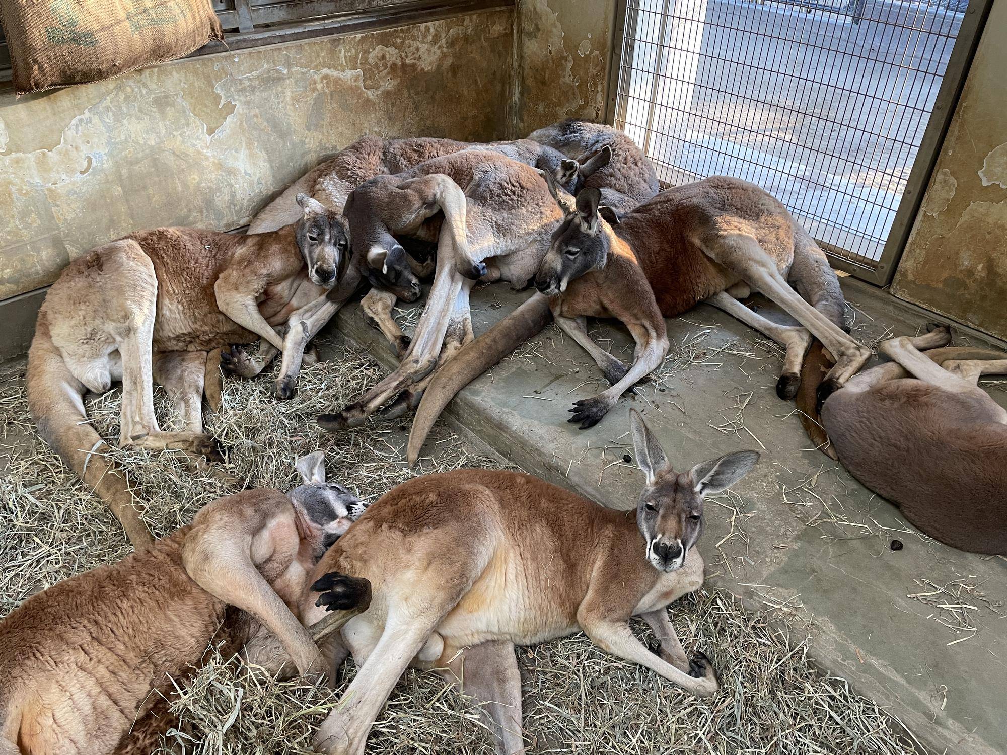アカカンガルー副担当のカメラロールにはの写真