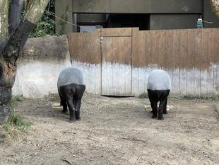 うり坊成長日記　バクとの関係性は...編