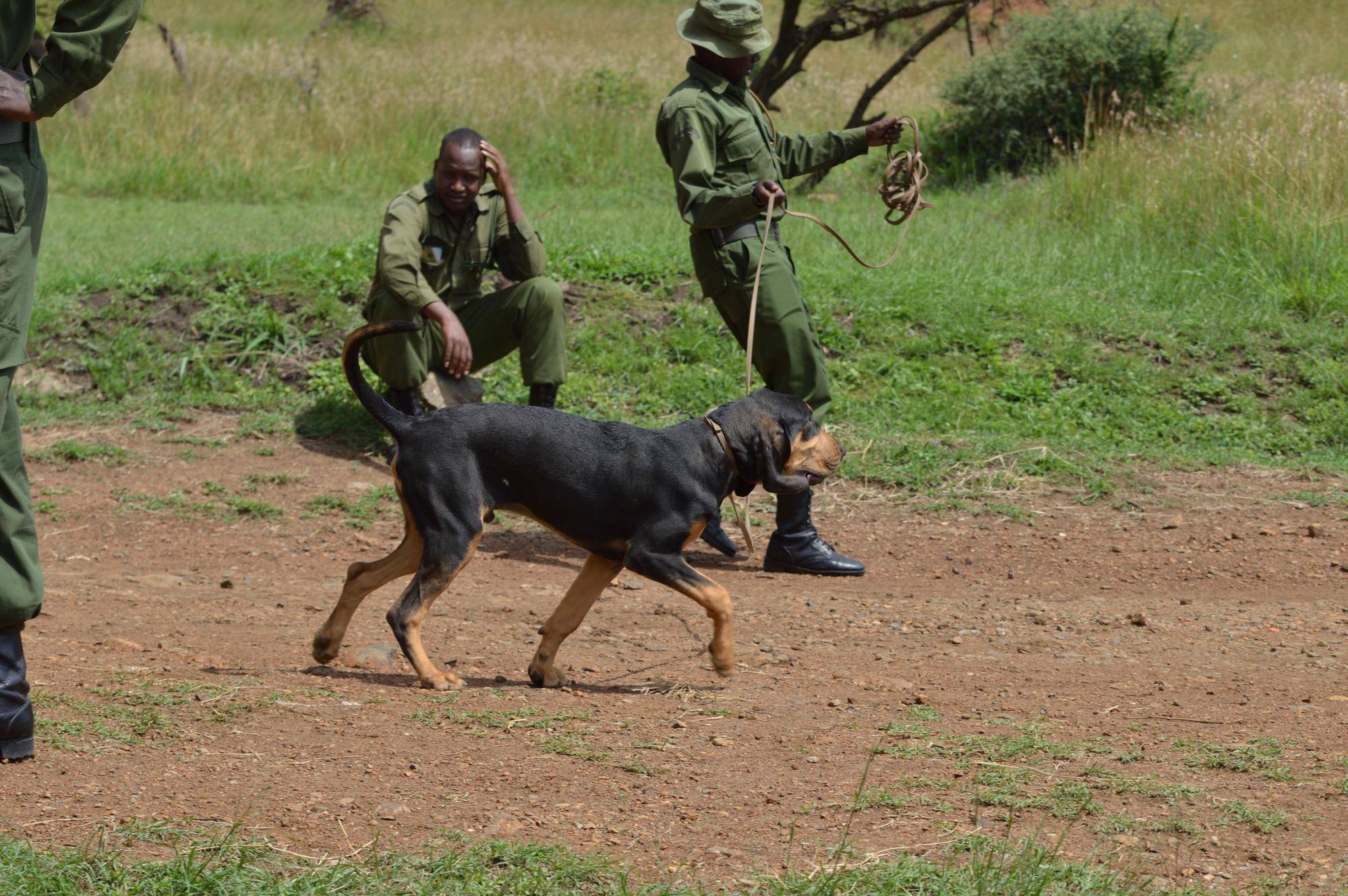 ライオン担当者が見た、アフリカ紀行!~マサイマラ国立保護区・犬のトレーニング追跡犬編~の写真