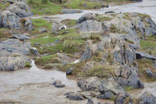 ライオン担当者が見た、アフリカ紀行！～マサイマラ国立保護区・番外編クイズ答え～