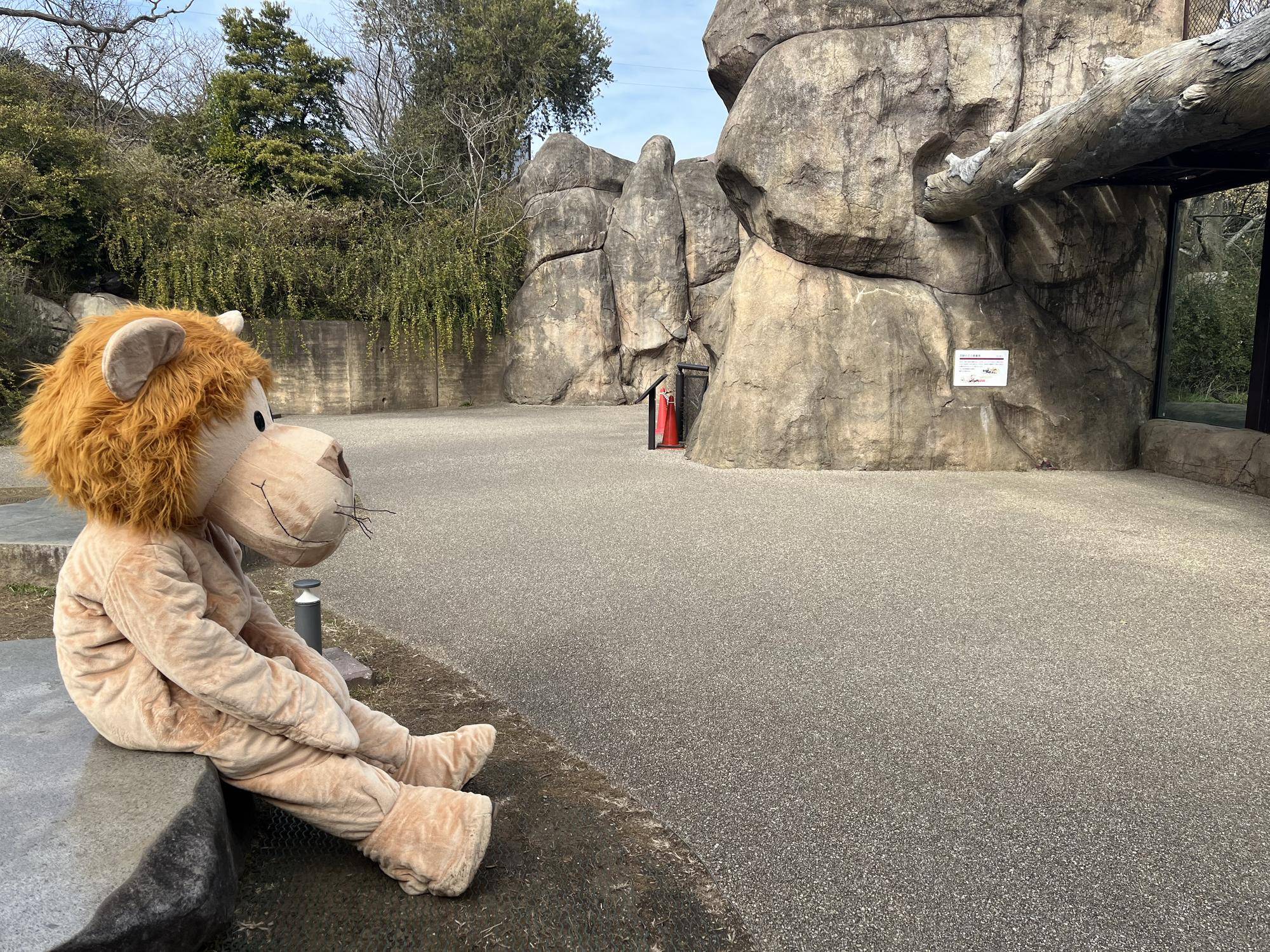 ライオン捕獲大作戦!~捕獲訓練を実施しました~の写真