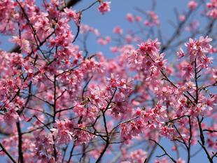 桜情報をお届けvol.3