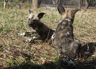 リカオンの赤ちゃん展示場デビューと愛称投票を行います