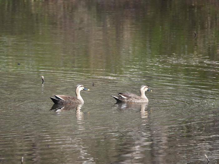 ⑨カルガモ＠ころころ広場.jpg