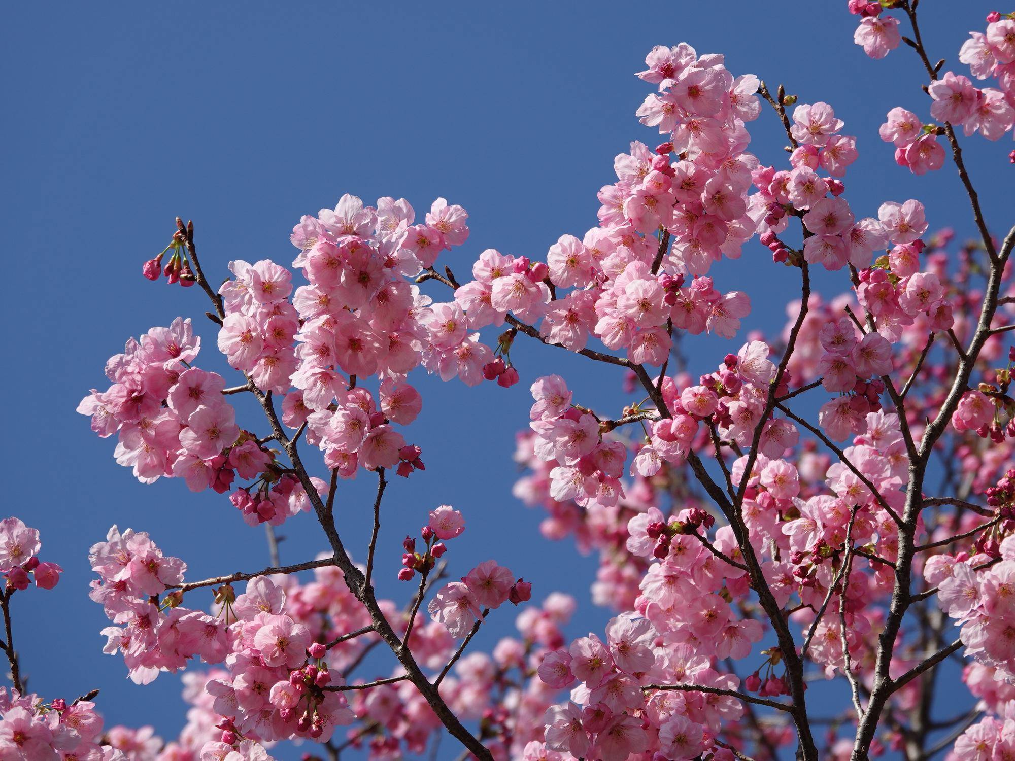 桜情報をお届けvol.4の写真