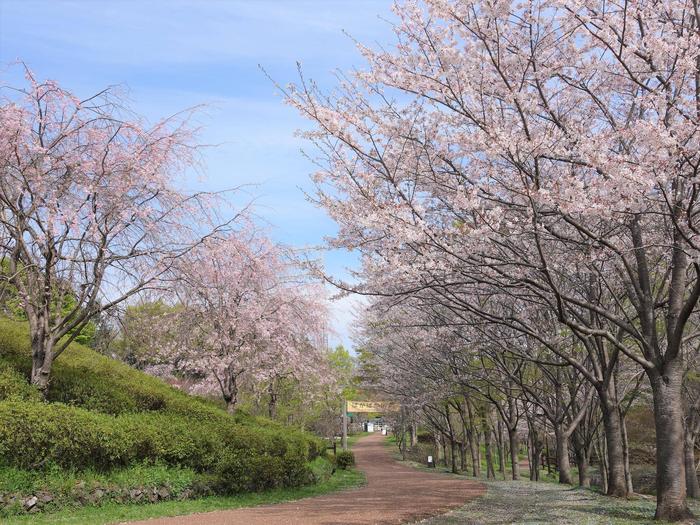 ⑫サクラ＠ころころ広場.jpg