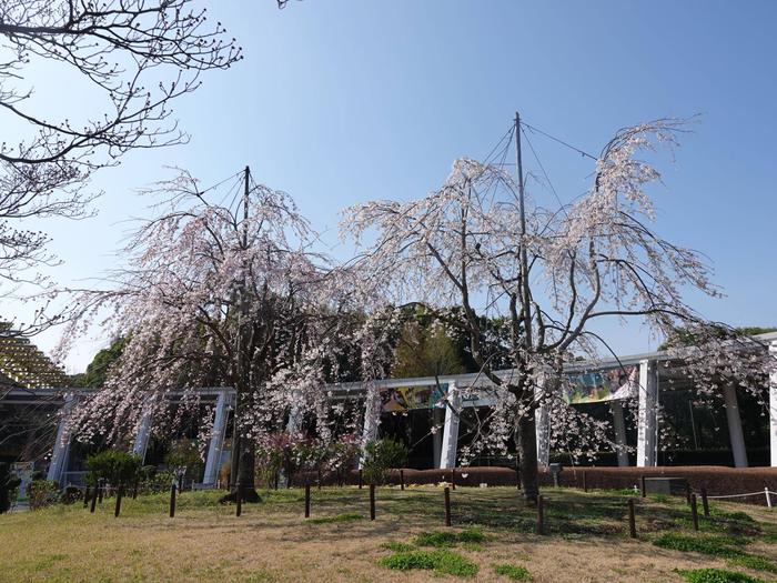 ⑰シダレザクラ＠正門.jpg