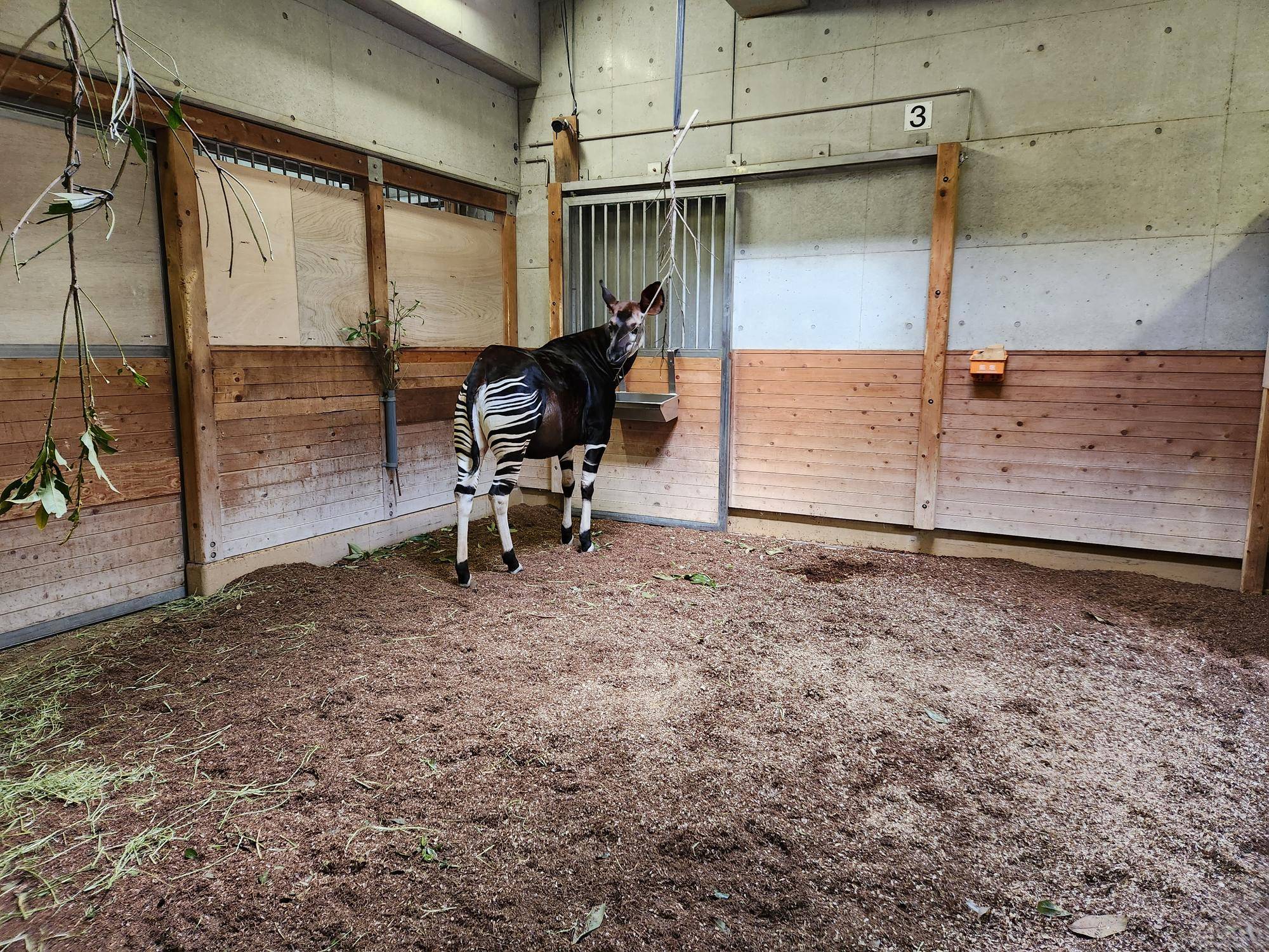オカピのララに関するお知らせの写真