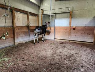 オカピのララに関するお知らせ