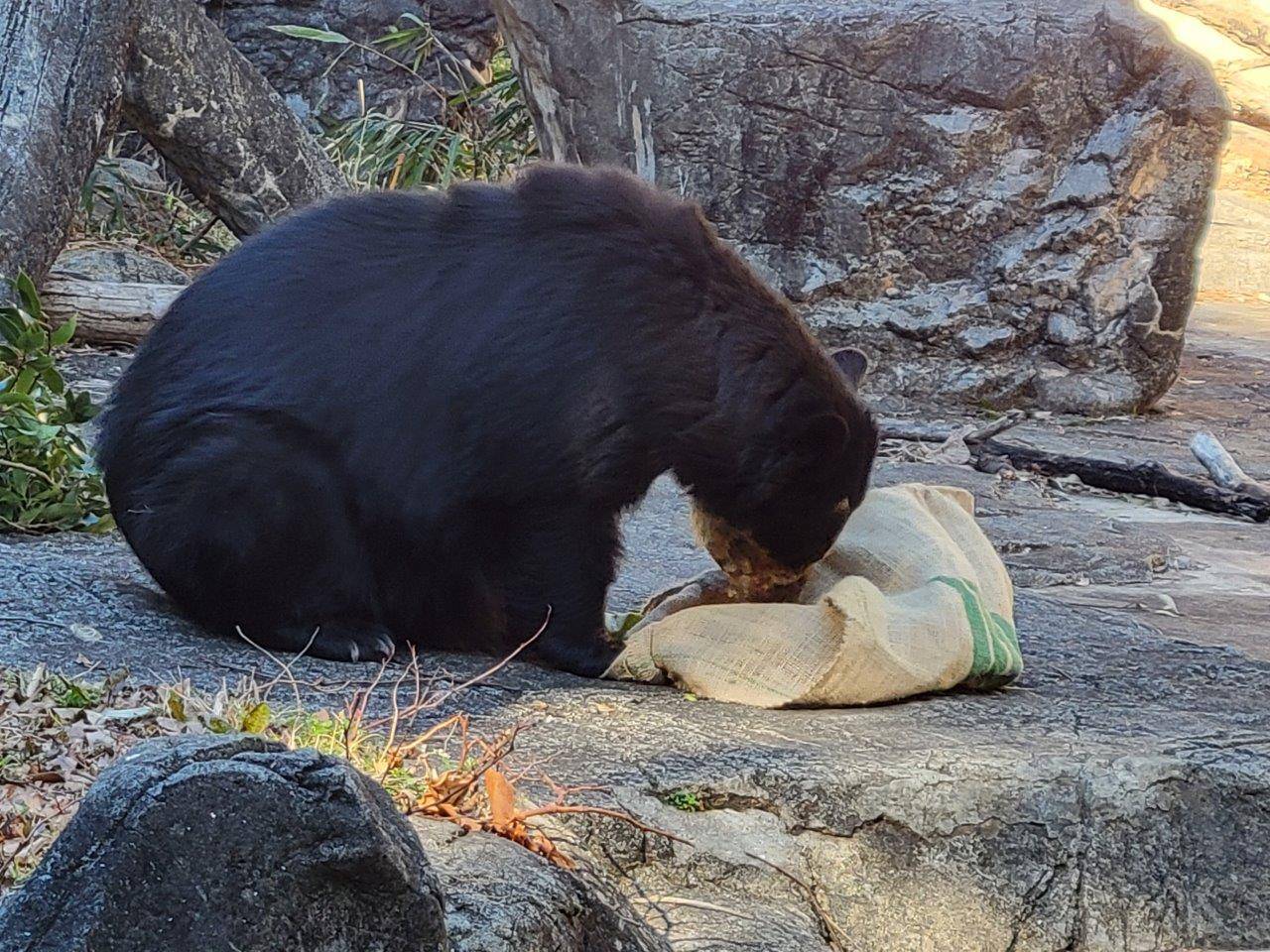 メガネグマの麻袋の使い方(美雨編)の写真