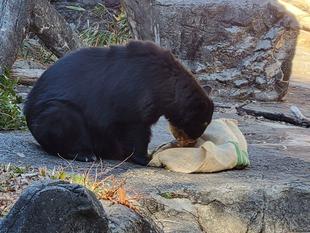 メガネグマの麻袋の使い方(美雨編)