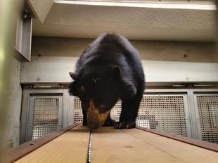 寝台を新たにしました!