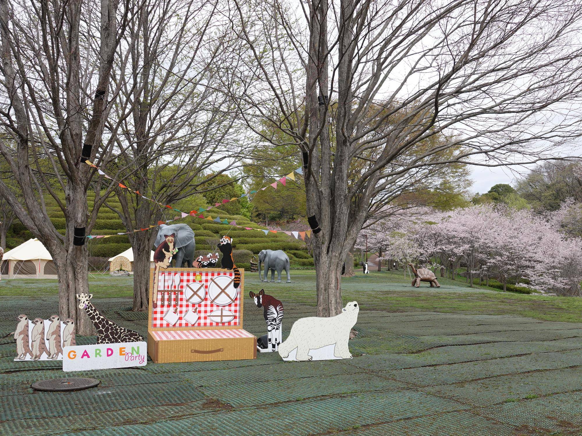 桜情報をお届けvol.9の写真