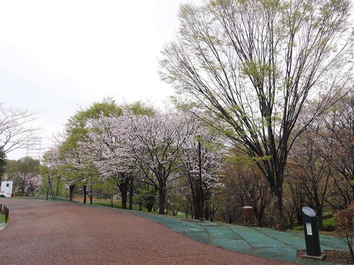 ①ソメイヨシノ＠ころころ広場.jpg