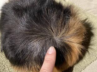 ぱかぱかつむじ選手権