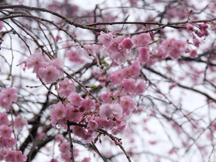 ⑧シダレザクラ＠ころころ広場.jpg