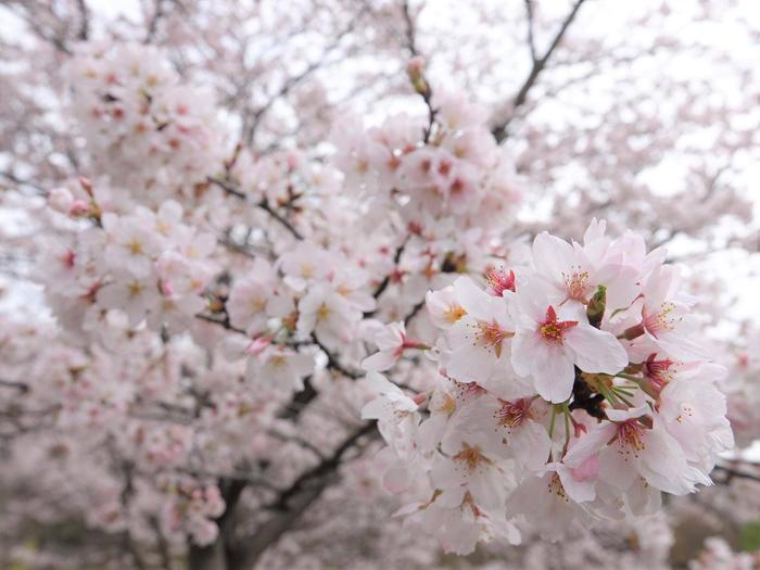 ⑭サクラ＠ころころ広場.jpg