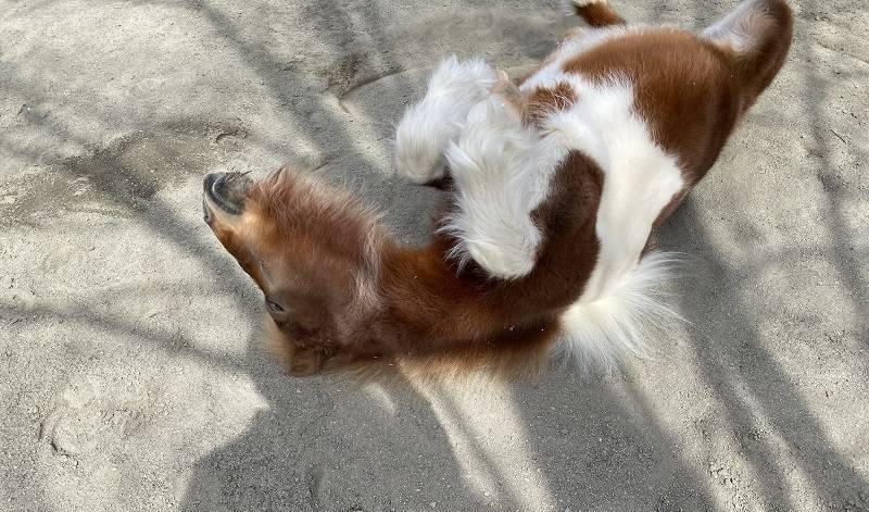 暖かな日差しで眠くなるよねって話の写真