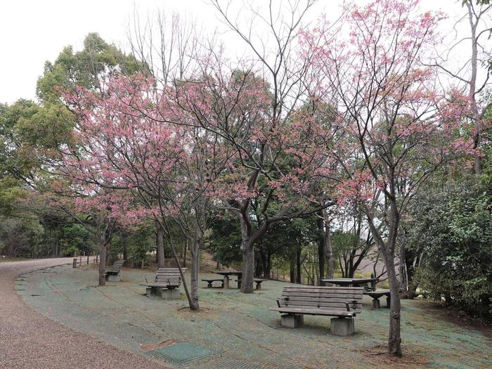 ⑩オカメザクラ＠ころころ広場.jpg