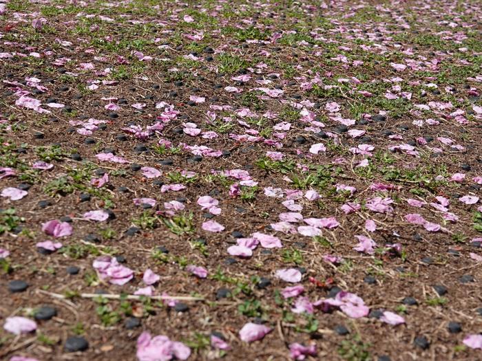 ⑩散ったサクラの花.jpg