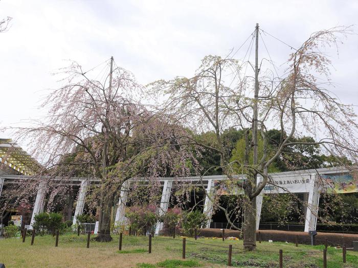 ⑪シダレザクラ＠正門.jpg