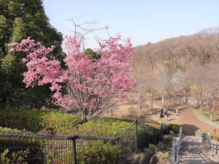 ⑬オカメザクラ＠風の丘.jpg