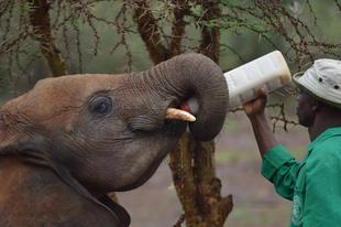 ライオン担当者が見た、アフリカ紀行！～シェルドリック動物孤児院編～