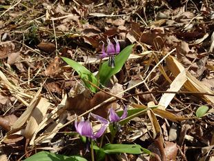 ～　自然体験林　2-3月編　～