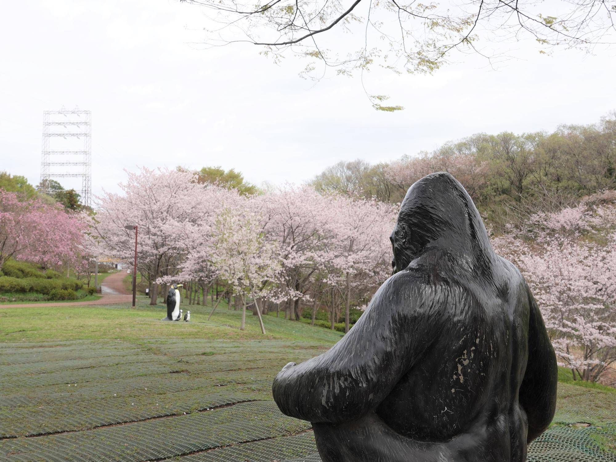 桜情報をお届けvol.10の写真