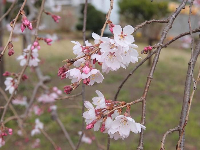 ②ベニシダレザクラ＠正門.jpg