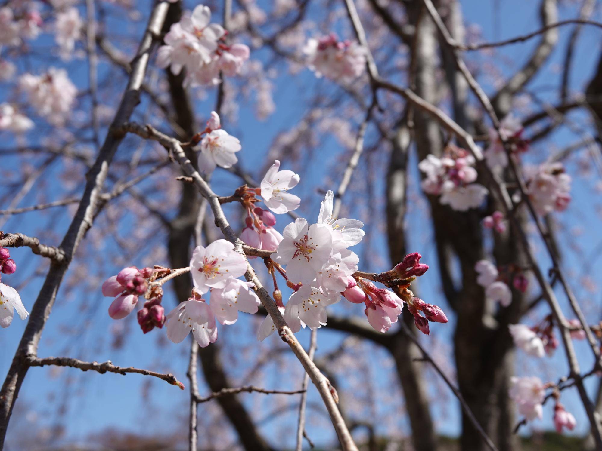 桜情報をお届けvol.7の写真