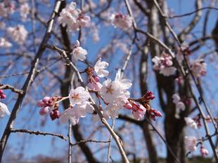 桜情報をお届けvol.7