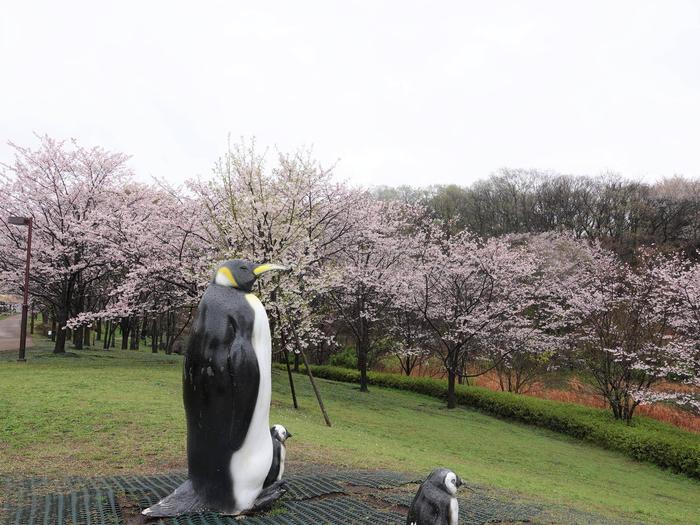 ⑤ソメイヨシノ＠ころころ広場.jpg