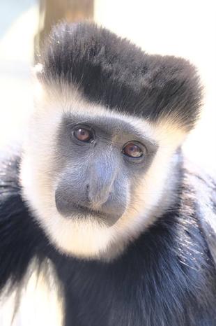 春の陽気とアビシニアコロブス